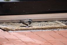 Amsel-10-Tag-9.jpg